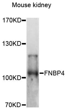 FNBP4 Antibody