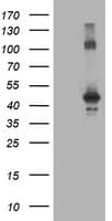 Monoclonal Mouse anti-Human CCM2 / Malcavernin Antibody (clone OTI2F9, Carrier-free, IHC, IF, WB)