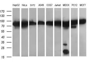 DNM1L / DRP1 Antibody (clone OTI4F6)