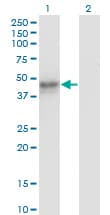 MAT / MAT1A Antibody (clone 4D11)