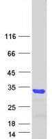 Human BCL11A Protein (Recombinant Myc-DDK (Flag))