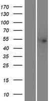 Human THNSL2 Protein (Over-Expression Lysate Myc-DDK (Flag))