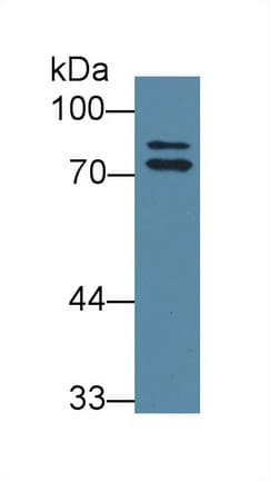 OS9 Antibody