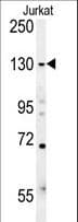 Polyclonal Rabbit anti-Human EHMT2 / G9A Antibody (aa159-186, WB)