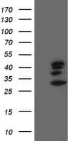 SSR1 Antibody (clone OTI 4C9)