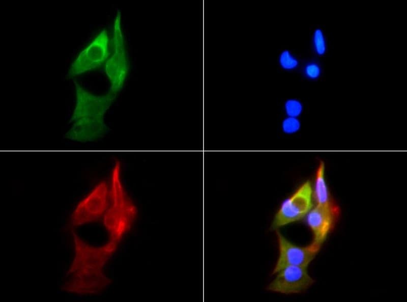 HSP90AB1 / HSP90 Alpha B1 Antibody