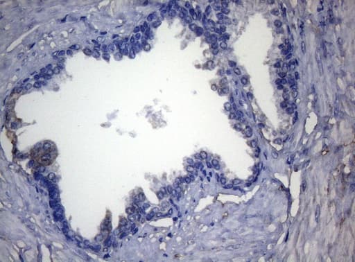 ADH5 Antibody (aa1-266, clone OTI10A10)