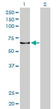 KPNA5 Antibody (clone 1D2)
