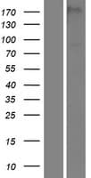 Human PAMR1 Protein (Over-Expression Lysate Myc-DDK (Flag))