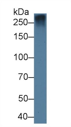 FBN1 / Fibrillin 1 Antibody (aa168-364, APC)