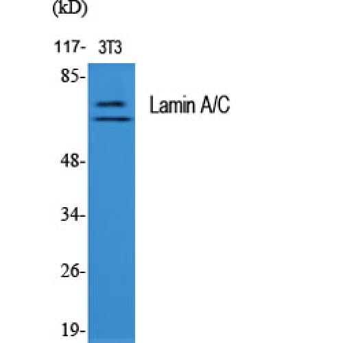 LMNA / Lamin A+C Antibody (330-410 aa)