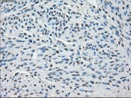 SSX2 Antibody (clone OTI4D10, Carrier-free)
