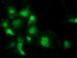 SPR Antibody (clone OTI3E3, Carrier-free)