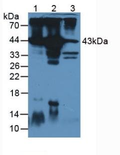 ACTC1 / Alpha Cardiac Actin Antibody (APC)