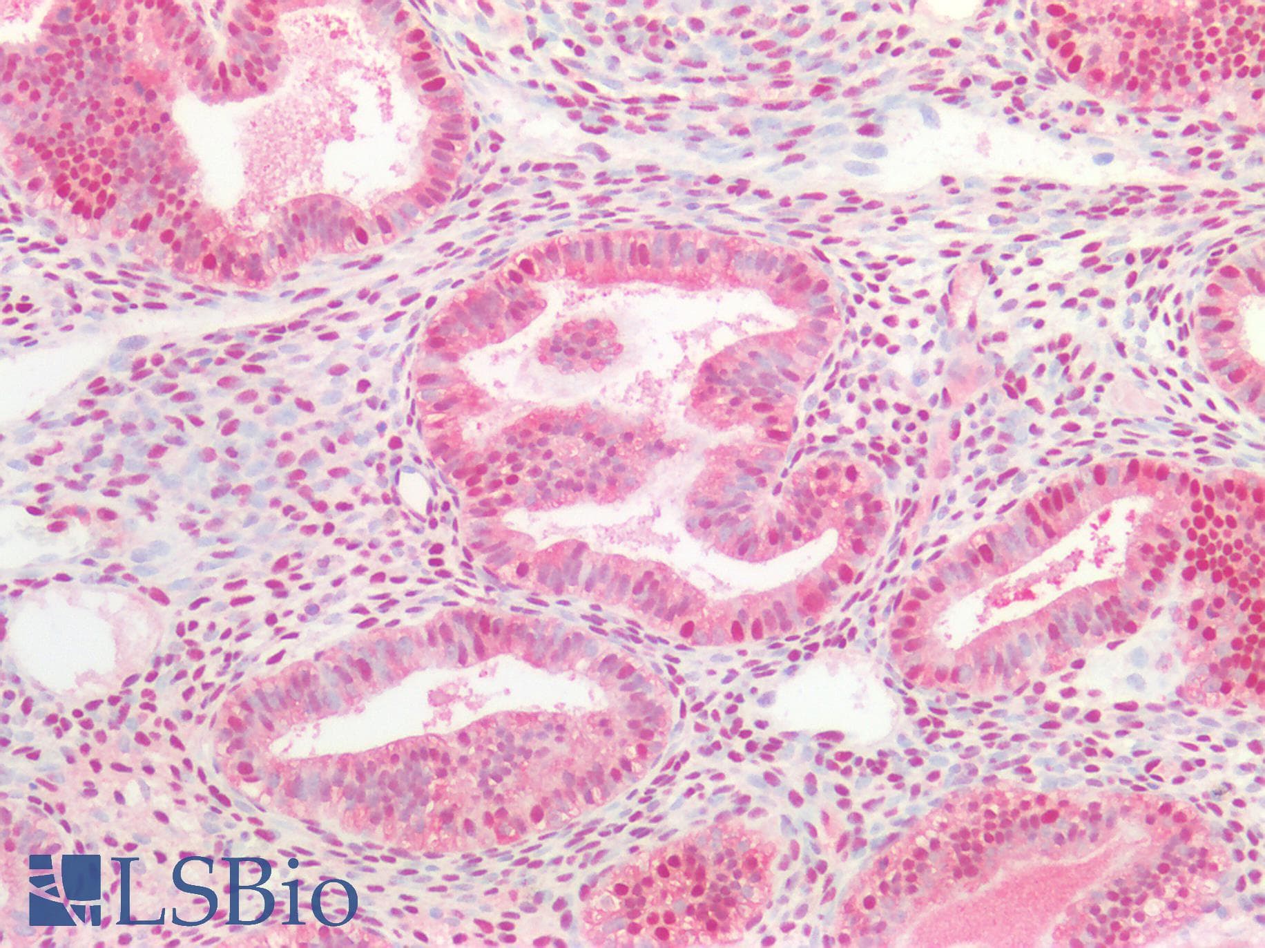 IHC-plus™ OGG1 Antibody