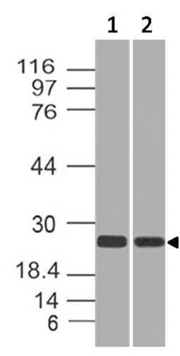 RAP2 Antibody