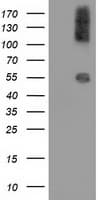 CALCOCO2 Antibody (clone OTI6E8)