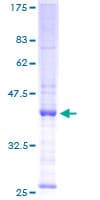 Human SNX5 Protein (Recombinant GST)