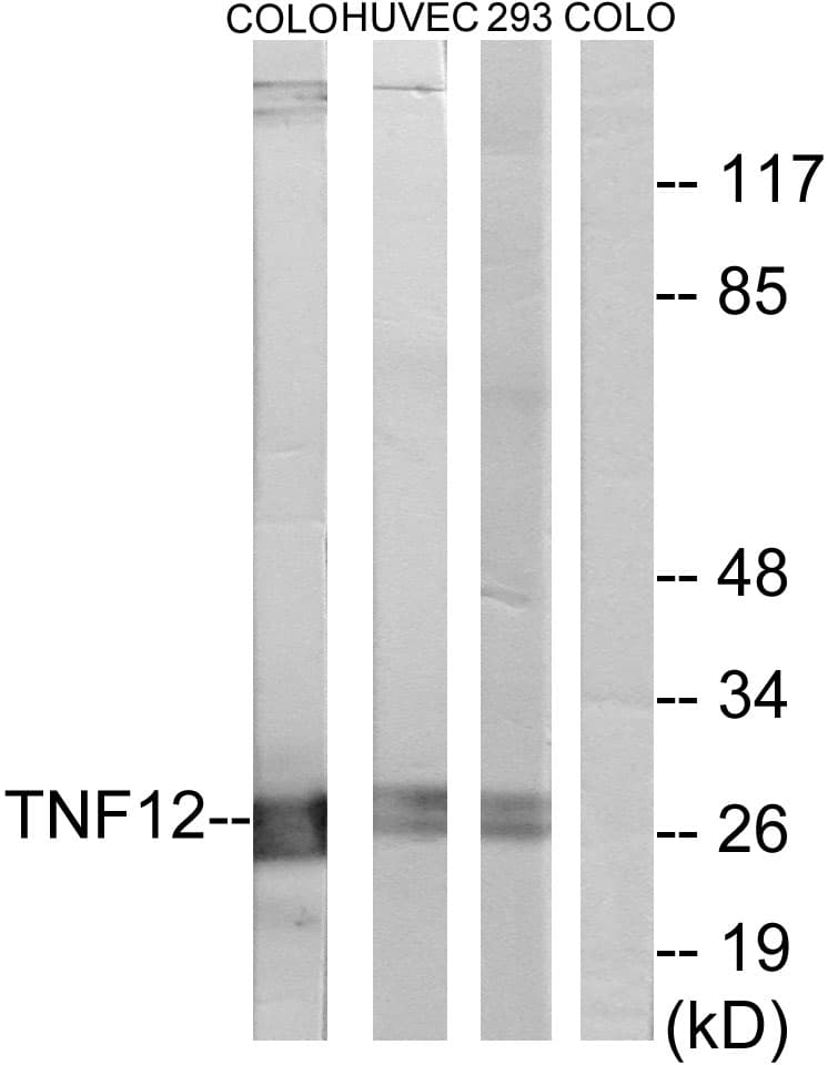 IHC-plus™ TNFSF12 / TWEAK Antibody (aa41-90)