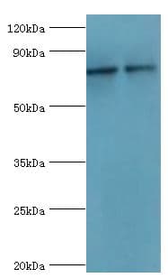 MRE11A / MRE11 Antibody (aa1-205)