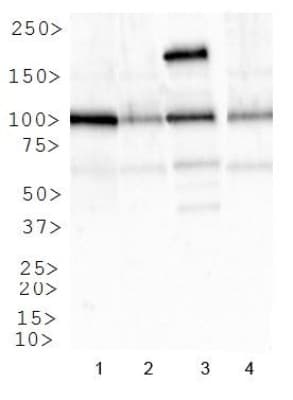 IGF1R / IGF1 Receptor Antibody (DY488)
