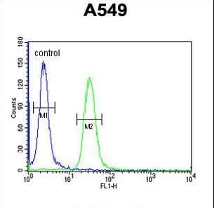 BUB1 Antibody (aa1-30)