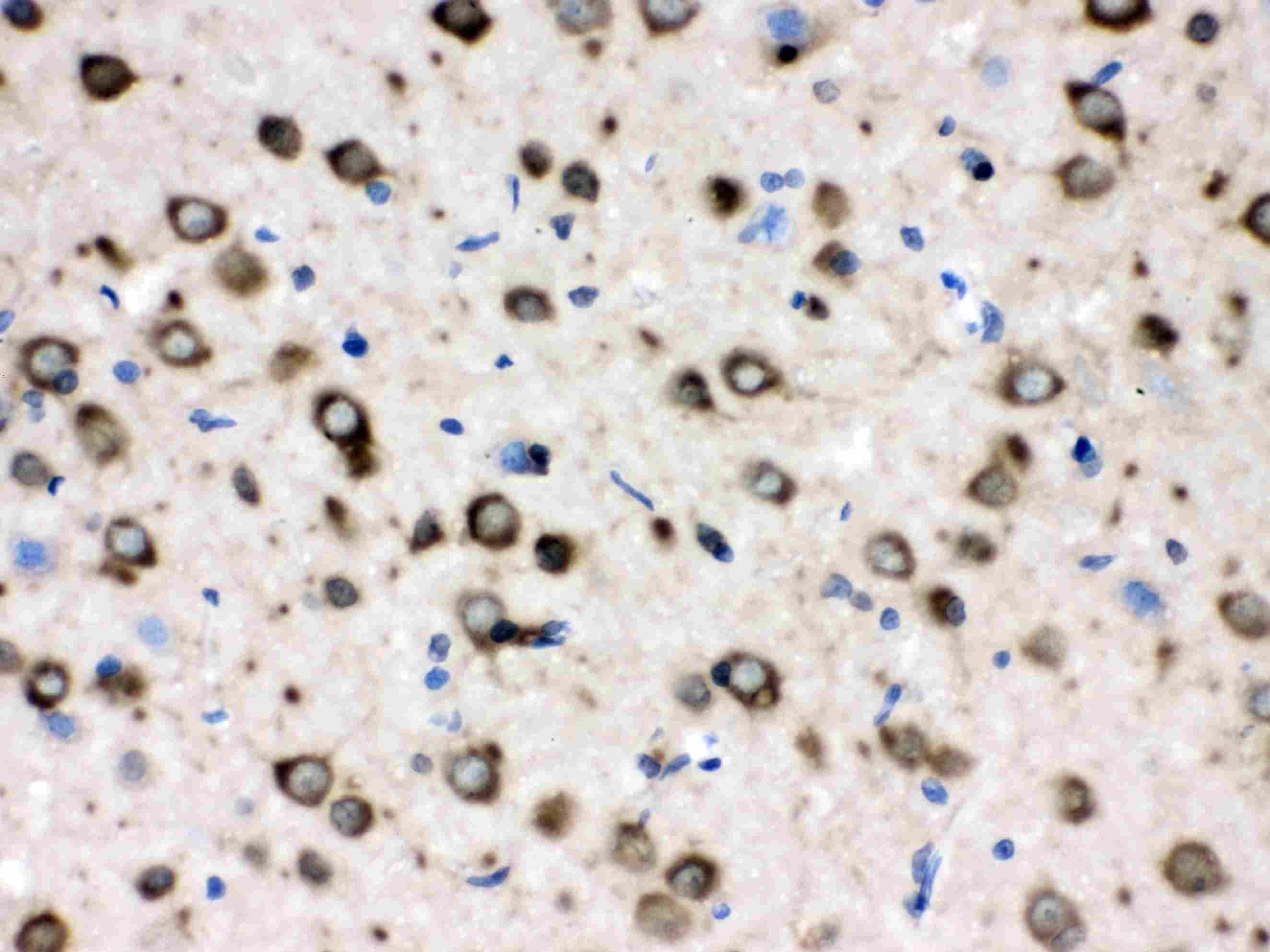 CCT4 / SRB Antibody