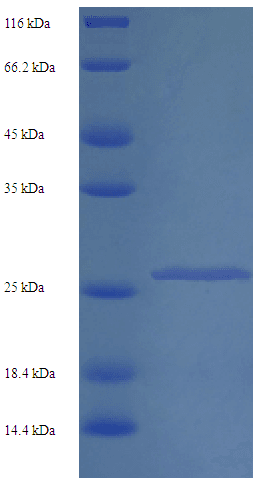 Mouse CELA2A / ELA2A Protein (Recombinant His)