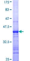 Human PIGK Protein (Recombinant GST, N-terminus)