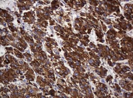 Monoclonal Mouse anti-Human POGK Antibody (clone OTI3E2, IHC, WB)