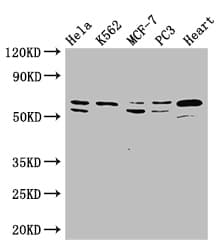 ATP5A1 / ATP Synthase Alpha Antibody