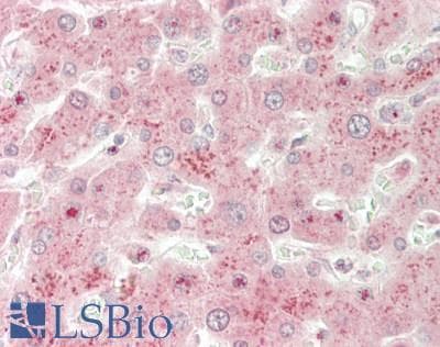 IHC-plus™ CASP5 / Caspase 5 Antibody (aa102-151)