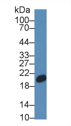 Cnpy2 / TMEM4 Antibody (aa21-182, Biotin)