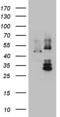 DDOST / OST48 Antibody (aa131-378, clone OTI2H1, Carrier-free)