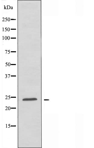 RHOD Antibody