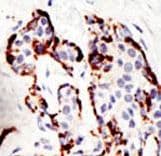 SUV39H2 Antibody (aa93-122)