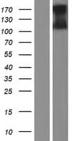 TMEM16B / ANO2 Protein (Over-Expression Lysate Myc-DDK (Flag))