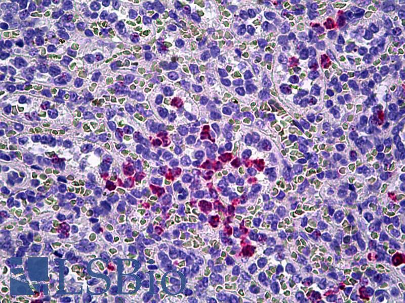 IHC-plus™ MPO / Myeloperoxidase Antibody