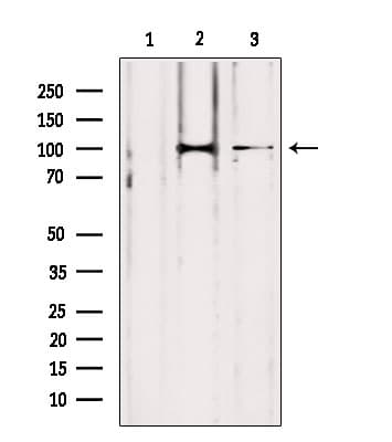Polyclonal Rabbit anti-Human LONP1 / LON Antibody (IHC, IF, WB)