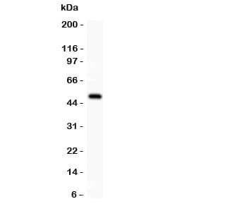 Alpha Catenin Antibody (aa143-292)