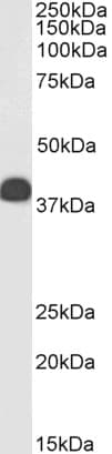 CLU / Clusterin Antibody (aa435-448)