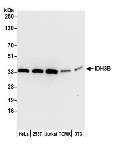 IDH3B Antibody (aa75-125)