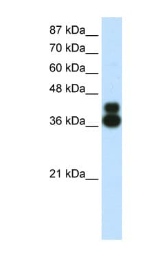 HFH-4 / FOXJ1 Antibody (N-Terminus)