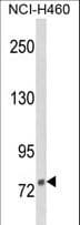 DGCR8 Antibody (aa439-466)