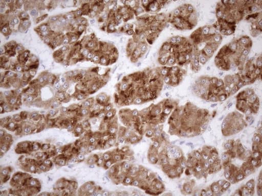NGDN Antibody (clone OTI1B8)