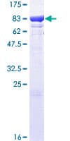 Human HSPA1L Protein (Recombinant GST)