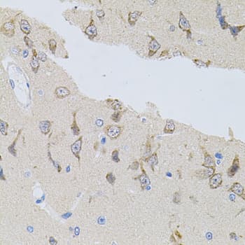 Alpha SNAP Antibody (AP)