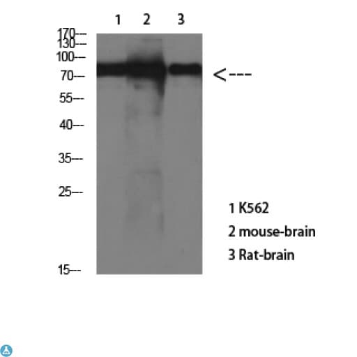 MAPT / Tau Antibody