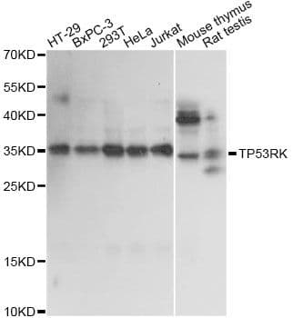 PRPK / TP53RK Antibody