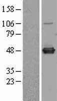 C9orf41 Protein (Over-Expression Lysate Myc-DDK (Flag))
